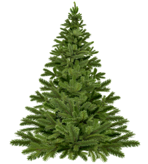 christmas tree christmas 1796131 1920